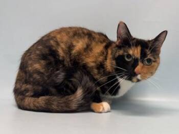 Noodles -  Domestic Short Hair Cat for Adoption in Golden Valley, Minnesota - Noodles | PetCurious