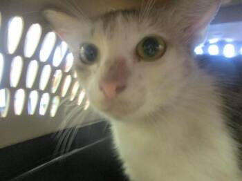 Domestic Short Hair Cats Available for Adoption in Ocala, Florida - AMY | PetCurious