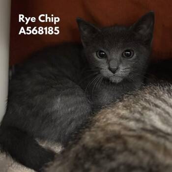 RYE CHIP -  Domestic Short Hair Cat for Adoption - RYE CHIP | PetCurious