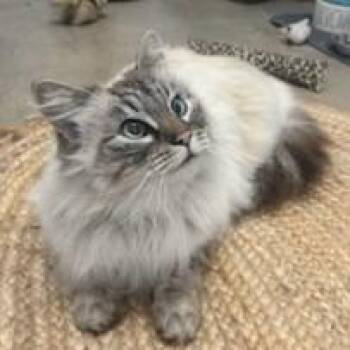 Ragdoll Cats Available for Adoption - Lola | PetCurious