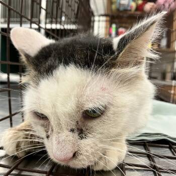 Hope -  Domestic Medium Hair Cat for Adoption in Las Cruces, New Mexico - Hope | PetCurious