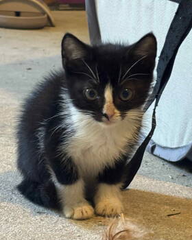 Rescue Domestic Short Hair Cats for Adoption in Camden, South Carolina - Feta (Available For Pre-adoption) | PetCurious