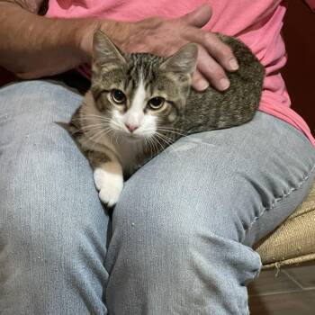 Frankie -  Domestic Short Hair Cat for Adoption in Lacon, Illinois - Frankie | PetCurious