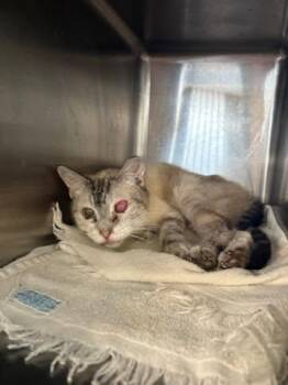 STORMY -  Domestic Short Hair Cat for Adoption in Jacksonville, Florida - STORMY | PetCurious