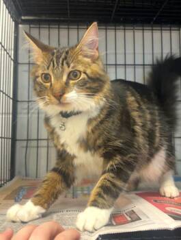 Quid -  Domestic Short Hair Cat for Adoption in North Kingstown, Rhode Island - Quid | PetCurious