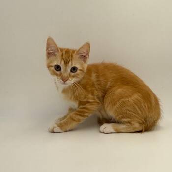 Sunflower -  Domestic Short Hair Cat for Adoption in State College, Pennsylvania - Sunflower | PetCurious