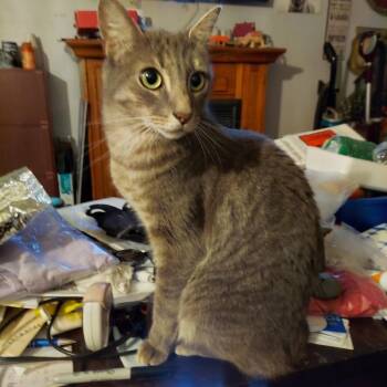 Morris -  Tabby Cat for Adoption in San Juan Capistrano, California - Morris | PetCurious