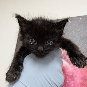 Tanjiro -  Domestic Medium Hair Cat for Adoption in Lakewood, California - Tanjiro | PetCurious