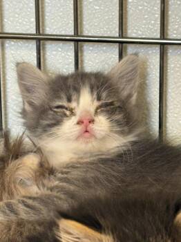 Flora -  Domestic Medium Hair Cat for Adoption in Rock Springs, Wyoming - Flora | PetCurious