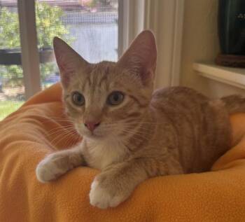 STRING BEAN -  Domestic Short Hair Cat for Adoption in Santa Clara, California - STRING BEAN | PetCurious