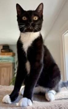 Rescue Domestic Short Hair Cats for Adoption in Cumberland, Maine - Toby 3.0 | PetCurious