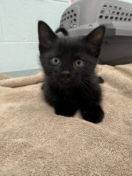 Rescue Domestic Short Hair Cats for Adoption in Columbus, Indiana - Miso | PetCurious
