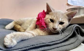 Rescue Domestic Short Hair Cats for Adoption in Greensboro, North Carolina - Urgl | PetCurious