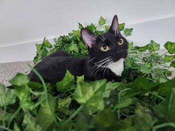 Rescue Tuxedo Cats for Adoption in Northfield, Ohio - PIPER | PetCurious