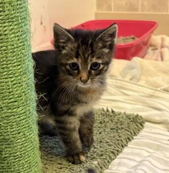 Domestic Short Hair Cats Available for Adoption in Geneseo, Illinois - Deja Vu | PetCurious