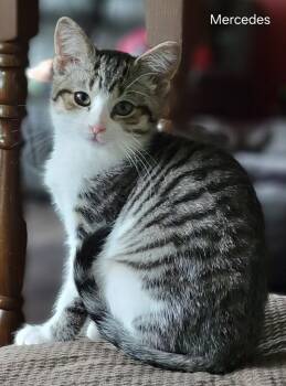 Mari Mercedes -  Domestic Short Hair Cat for Adoption in Canal Winchester, Ohio - Mari Mercedes | PetCurious
