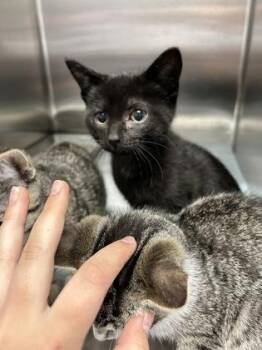 Ivan -  Domestic Short Hair Cat for Adoption in Simcoe, Ontario - Ivan | PetCurious