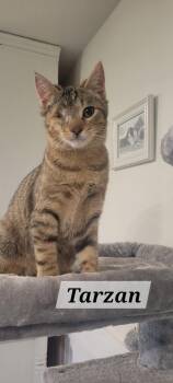 Domestic Short Hair Cats Available for Adoption - Tarzan | PetCurious