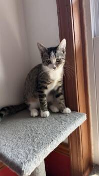 Dewy -  Domestic Short Hair Cat for Adoption in New Woodstock, New York - Dewy | PetCurious