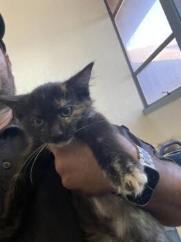 Ember -  Domestic Long Hair Cat for Adoption in Victorville, California - Ember | PetCurious