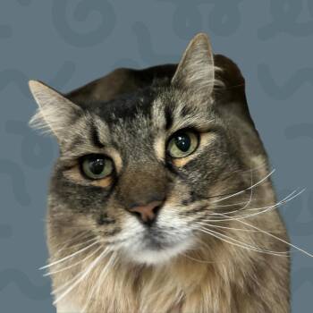 Alexis -  Domestic Long Hair Cat for Adoption in Reno, Nevada - Alexis | PetCurious