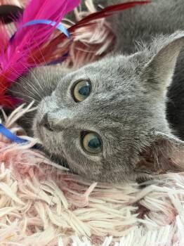 Lunar Glow -  Domestic Short Hair Cat for Adoption in Lincoln, California - Lunar Glow | PetCurious