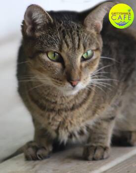 Rescue Domestic Short Hair Cats for Adoption in North Fort Myers, Florida - Austin - CSC | PetCurious