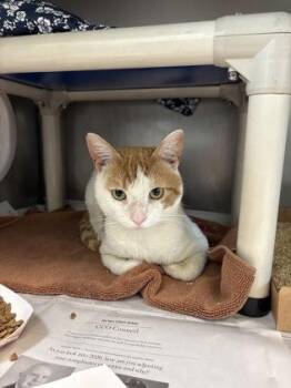 Domestic Short Hair Cats Available for Adoption in Morristown, New Jersey - Simon | PetCurious