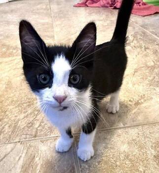 Kitten Vixen -  Domestic Short Hair and Tuxedo Cat for Adoption in Seal Beach, California - Kitten Vixen | PetCurious