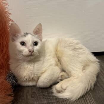 Skylar -  Domestic Long Hair Cat for Adoption in Cat Spring, Texas - Skylar | PetCurious