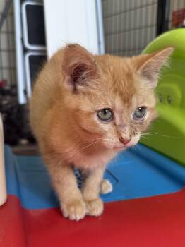 Rescue Domestic Short Hair Cats for Adoption in Blaine, Minnesota - Sammy | PetCurious