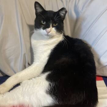 Rescue Domestic Short Hair Cats for Adoption in Houston, Texas - Oreo | PetCurious