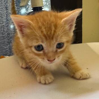 Cove -  Domestic Short Hair Cat for Adoption in Corinth, Mississippi - Cove | PetCurious