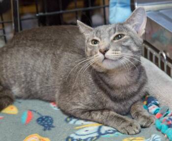 Domestic Short Hair Cats Available for Adoption - Lilly | PetCurious