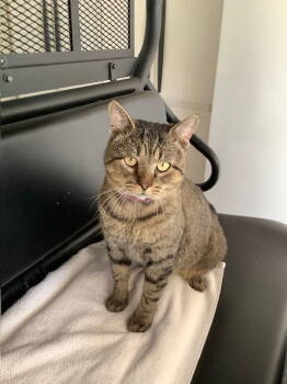 Rescue Tabby Cats for Adoption in Horn Lake, Mississippi - ZCL-C-Thomas | PetCurious