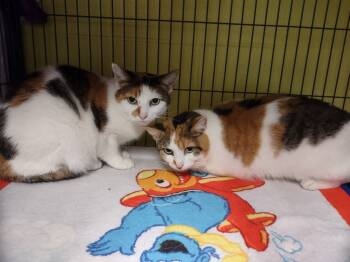 Rescue Domestic Short Hair Cats for Adoption in Hamilton, Ohio - Ashflea Olsen / Hairy Kate | PetCurious