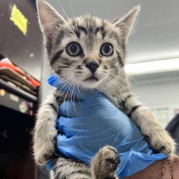 Domestic Short Hair Cats Available for Adoption in Summerville, South Carolina - Torpedo | PetCurious