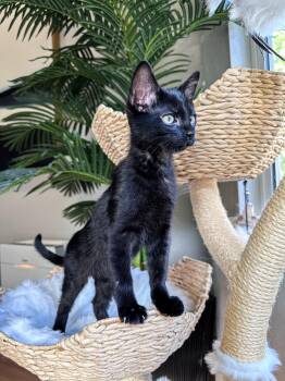 Marty -  Domestic Short Hair Cat for Adoption in Denver, Colorado - Marty | PetCurious