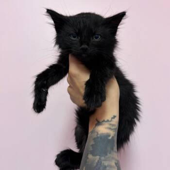 Aster -  Domestic Long Hair Cat for Adoption in Webster, Texas - Aster | PetCurious