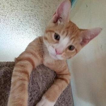 Boyo -  Domestic Short Hair Cat for Adoption in Rochester, Minnesota - Boyo | PetCurious
