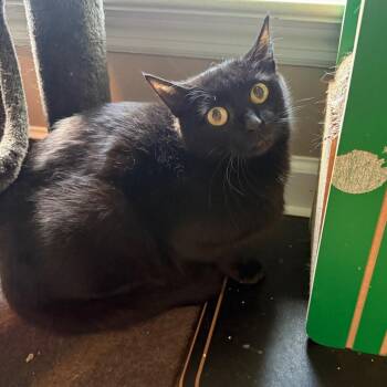 Domestic Short Hair Cats Available for Adoption in Brownsboro, Alabama - Mama Lowes | PetCurious