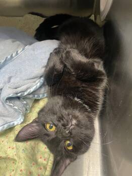Max -  Domestic Short Hair Cat for Adoption in Georgetown, Kentucky - Max | PetCurious