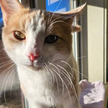 Rescue Domestic Short Hair Cats for Adoption in Harrisonburg, Virginia - Toyotathon | PetCurious