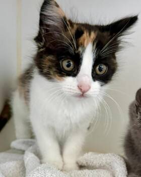 Bubblicious (bonded w/ Bazooka) -  Domestic Short Hair Cat for Adoption in Oakland, California - Bubblicious (bonded W/ Bazooka) | PetCurious