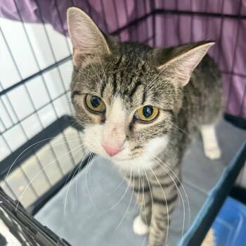July -  Domestic Medium Hair Cat for Adoption in Normal, Illinois - July | PetCurious