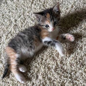 Brie -  Domestic Short Hair Cat for Adoption in Dallas, Texas - Brie | PetCurious