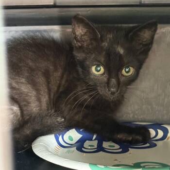 Vera -  Domestic Short Hair Cat for Adoption in Pompano Beach, Florida - Vera | PetCurious
