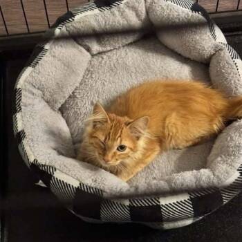 Jackson Christensen -  Domestic Medium Hair Cat for Adoption in Eagle Mountain, Utah - Jackson Christensen | PetCurious