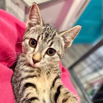 Atria -  Domestic Short Hair Cat for Adoption in Calgary, Alberta - Atria | PetCurious