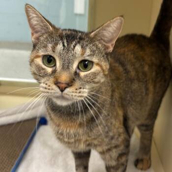 Dunkel -  Domestic Short Hair Cat for Adoption in Naperville, Illinois - Dunkel | PetCurious